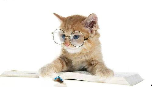 娱乐吃瓜猫的作品,揭秘娱乐圈那些不为人知的幕后故事